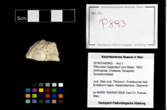 Foto (Objekt + Etikett) von Pithonoton marginatum (von Meyer, 1842)  (NHMW-GEO-2014-0194-0893)